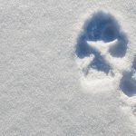 Frozen Puppy, Dog, Wolf, Or Something In Between
