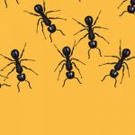 Soldiers Of Turtle Ants Show “reverse Evolution”