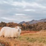 The Shepherd’s Psalm