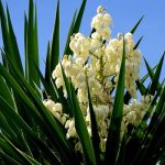 bloom boldly and stay rooted in every season