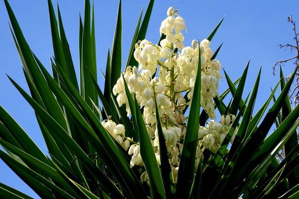 bloom boldly and stay rooted in every season