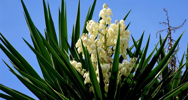 bloom boldly and stay rooted in every season