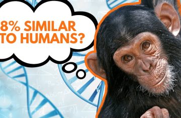 the 98% lie about humans and chimps ¦ eric hovind & dr. jeffrey tomkins ¦ creation today show #442 (bq)